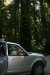 redwood-santa-rosa-033